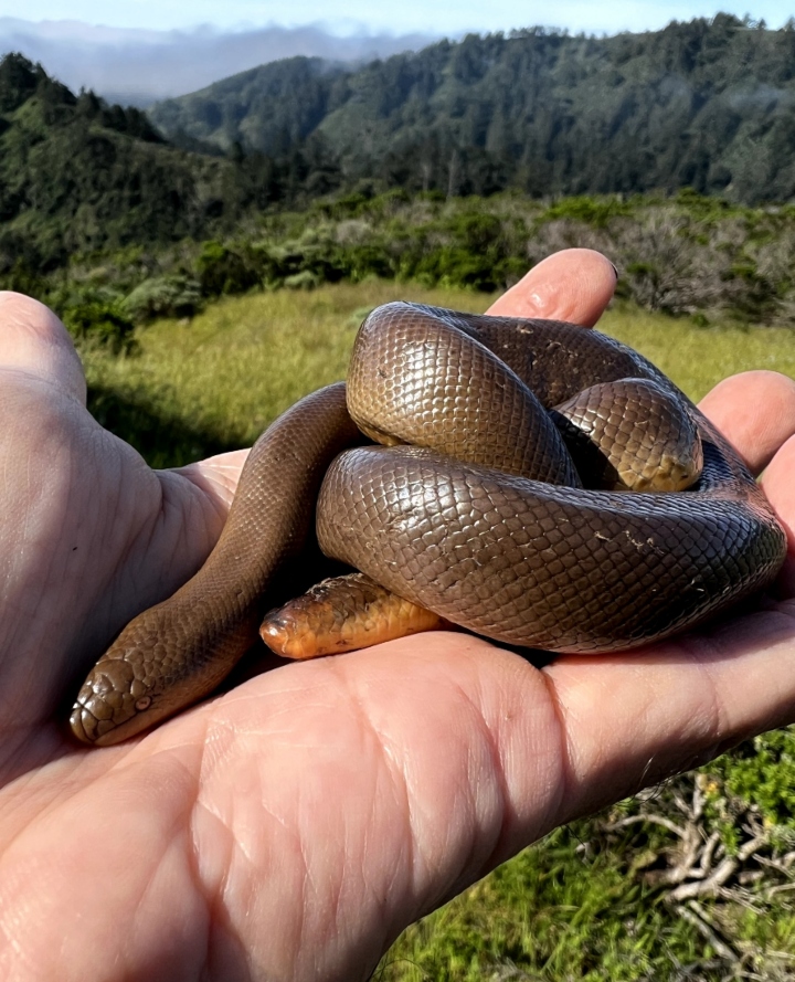 Rubber Boa